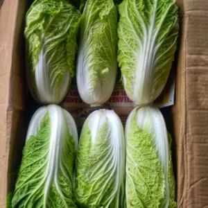 China cabbage